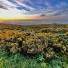 Our Island 25 - Clifftop Gorse