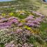 Alderney Clifftops