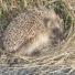 Our Island 18 - Hedgehog